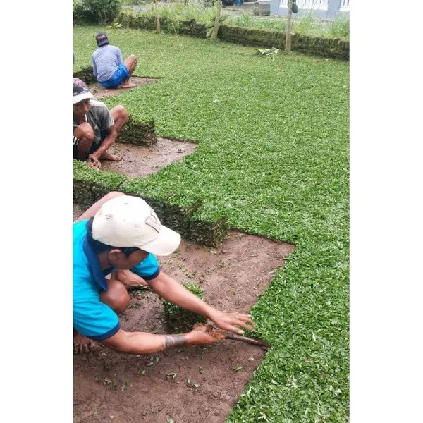 jual rumput gajah mini termurah