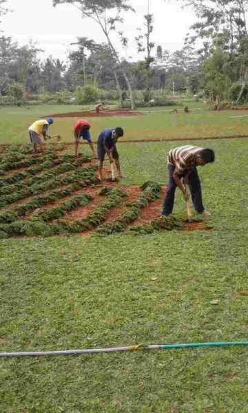 jual rumput gajah mini termurah