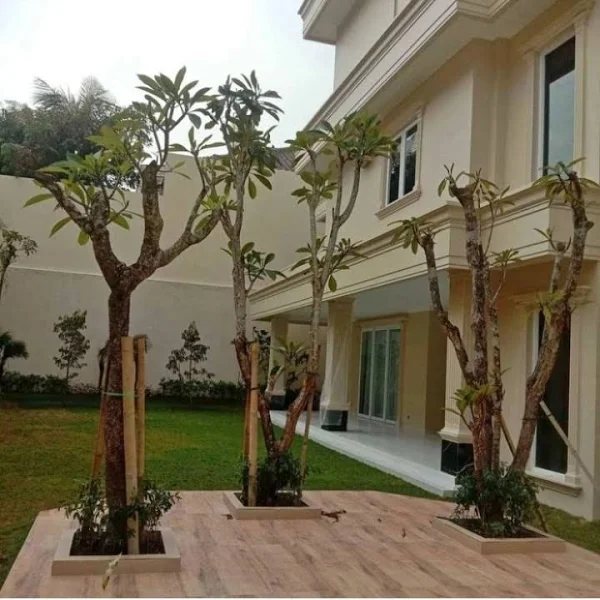 jual pohon kamboja fosil