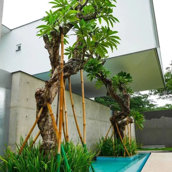 jual pohon kamboja fosil