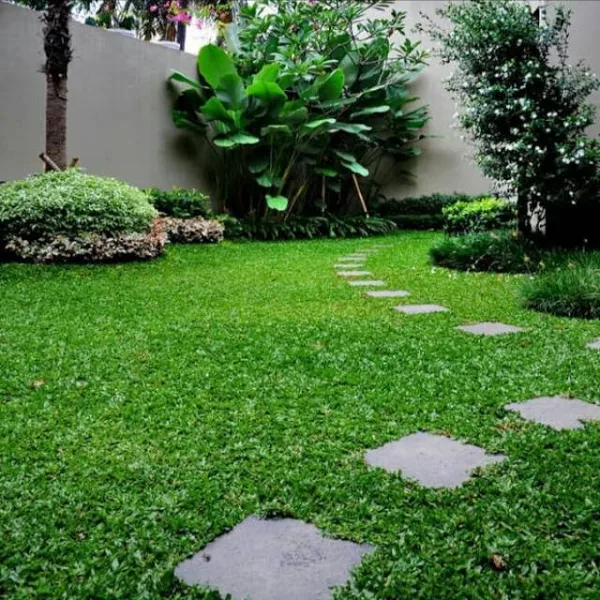 jual rumput gajah mini termurah