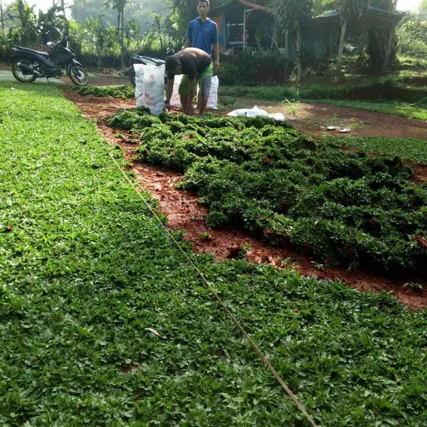 jual rumput gajah mini termurah