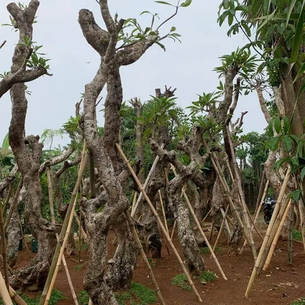 jual pohon kamboja fosil