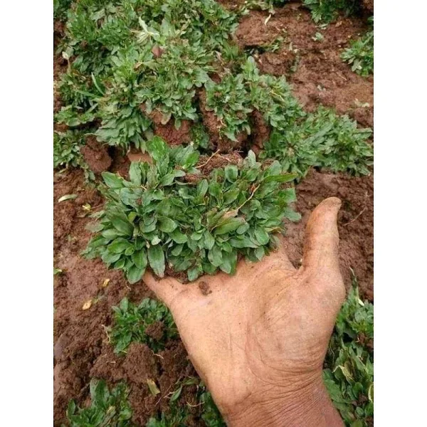 jual rumput gajah mini termurah